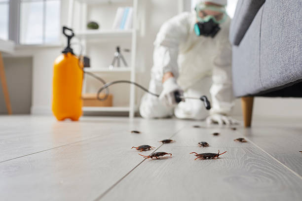 Commercial Kitchen Cockroach Control in Cicero